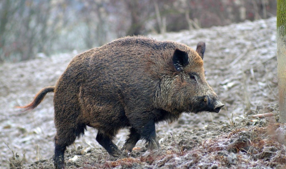 The wildlife of the Tenuta Ricrio