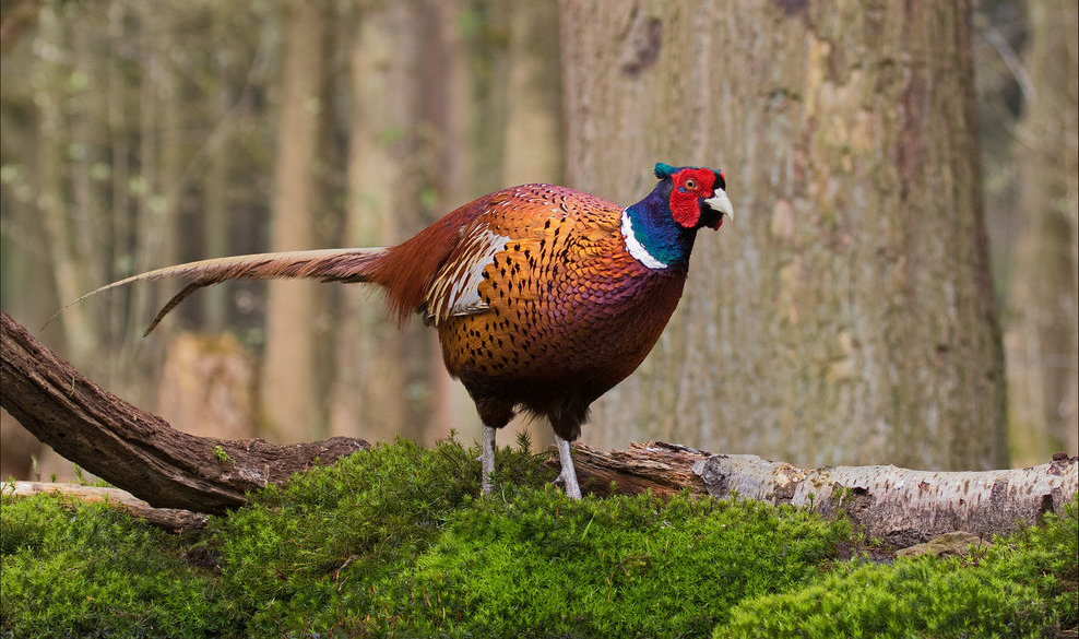 Wild birds of the Tenuta Ricrio